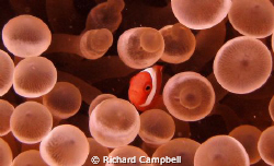 peep a boo--i see you,,sealife DC1000... by Richard Campbell 